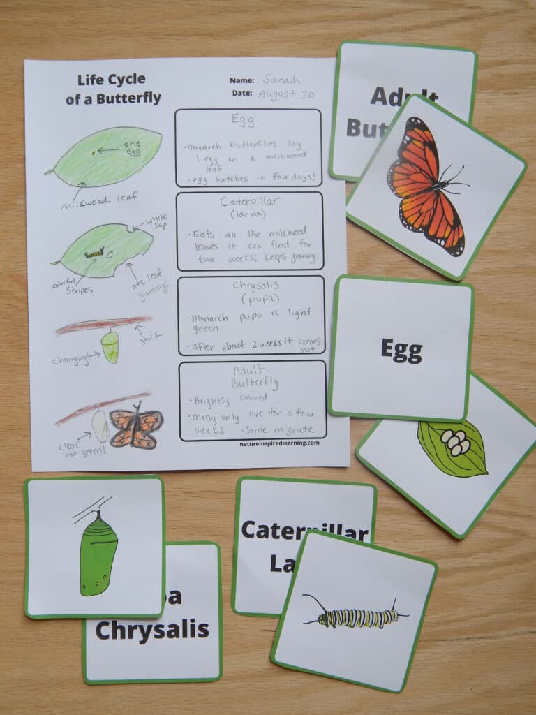 Part Of A Butterfly Worksheet