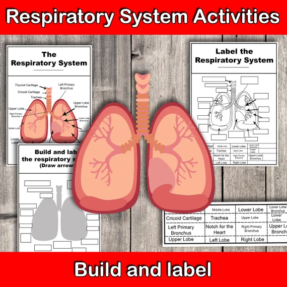 Parts Of The Respiratory System Worksheet